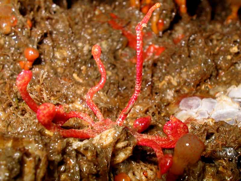 Antedon bifida under the overhang of a boulder.