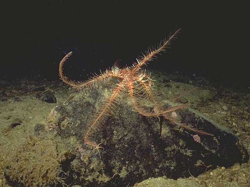 Antedon petasus featherstar.
