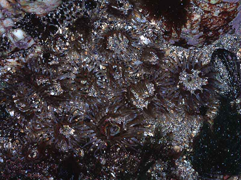 Dense Anthopleura thallia in a sandy rockpool.