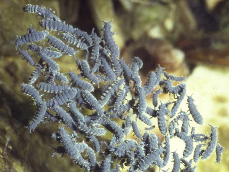 Anurida maritima on water surface.