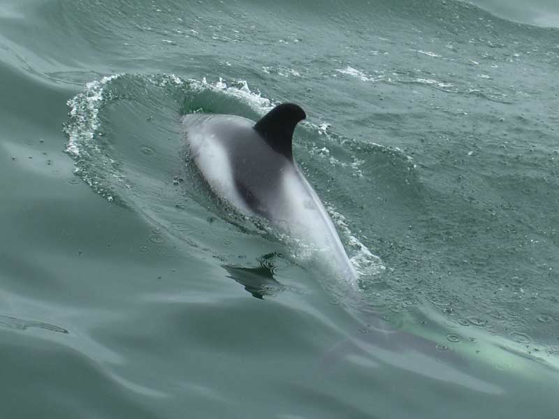 A white beaked dolphin breaking the surface.