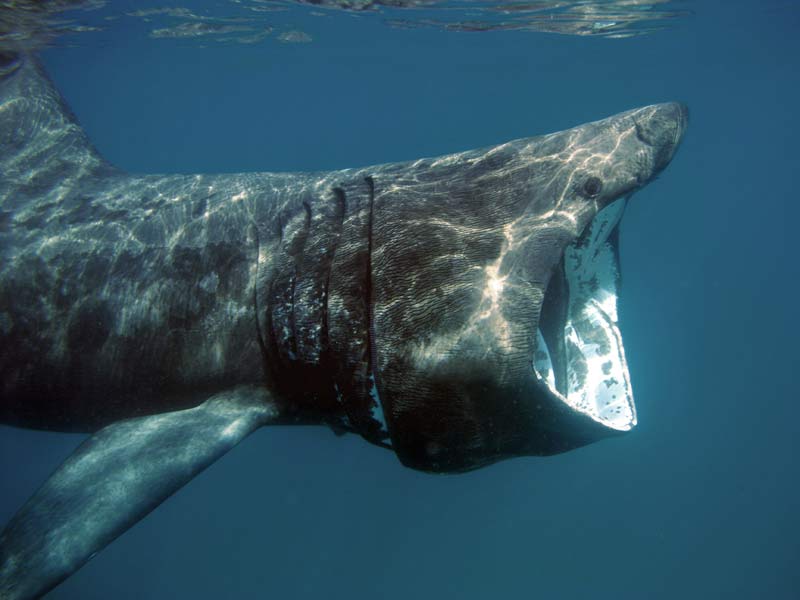 Basking shark feeding near the surface.