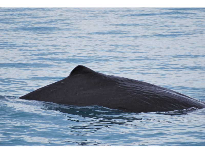 A breaching sperm whale.