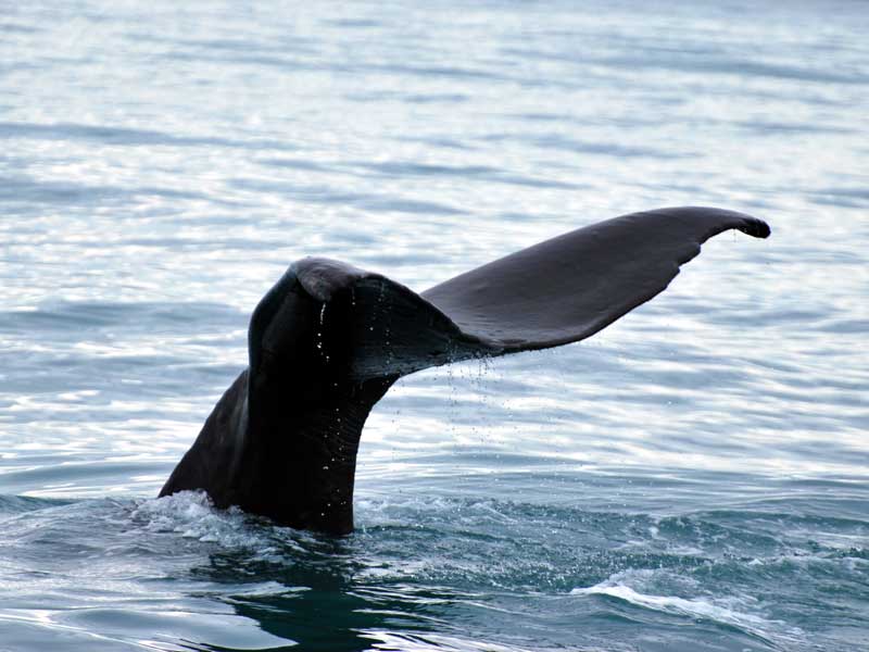 Tail fluke of a sperm whale.