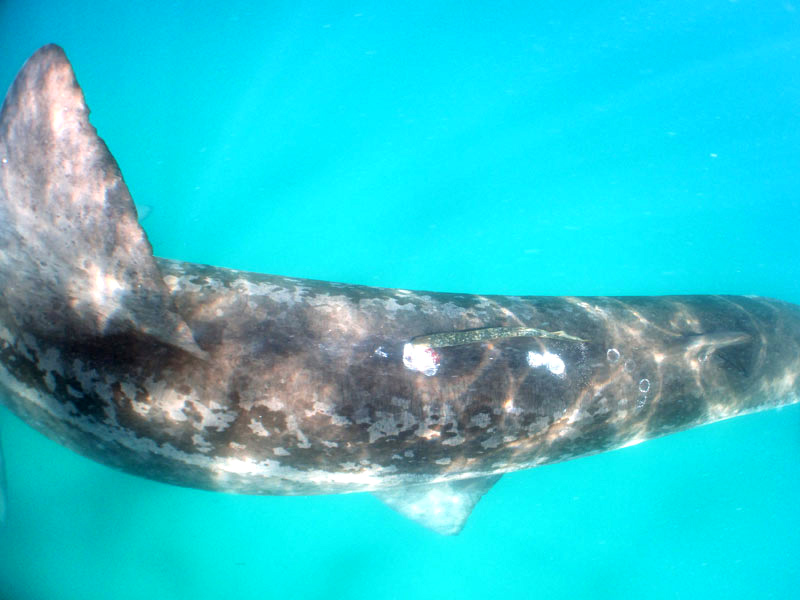 A sea lamprey attached to a basking shark.