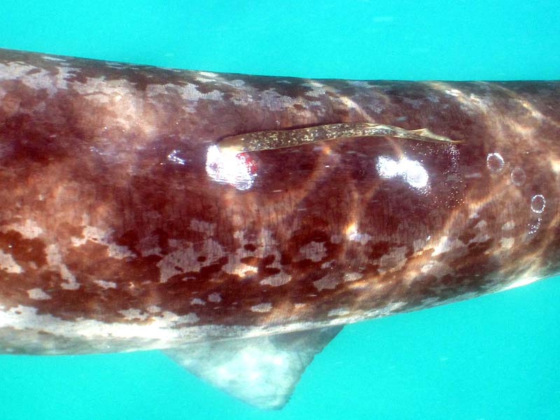 Image: A sea lamprey attached to a basking shark.