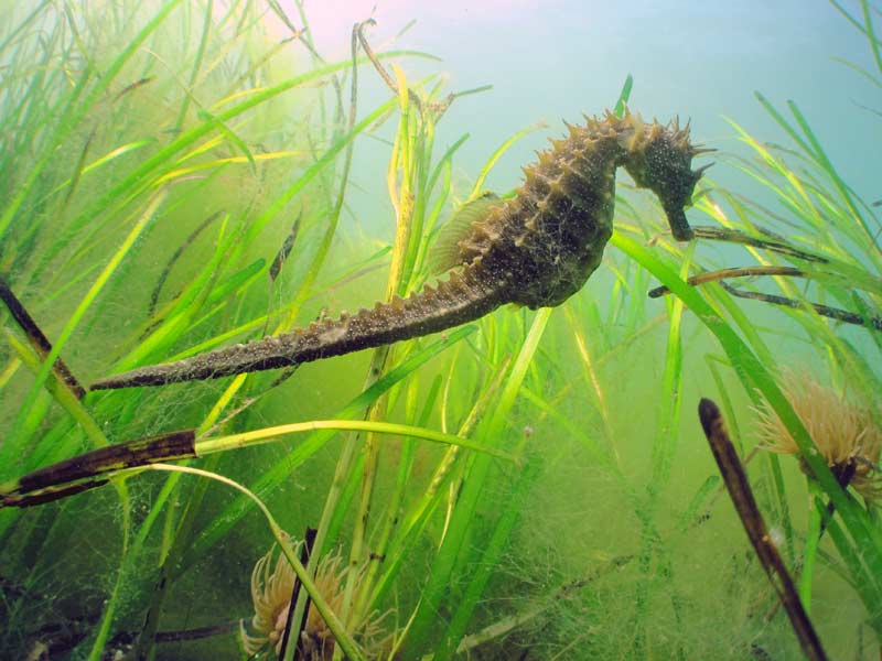 Hippocampus guttulatus with snakelocks anemone (Anemonia viridis) attached to eelgrass