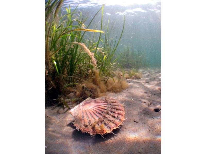 Pecten maximus in front of eelgrass