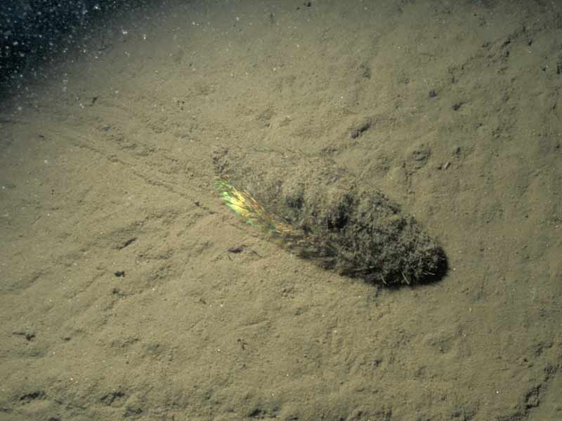 Aphrodita aculeata on seabed.