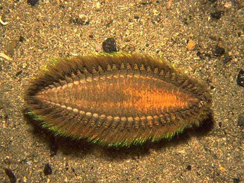 Ventral view of Aphrodita aculeata.