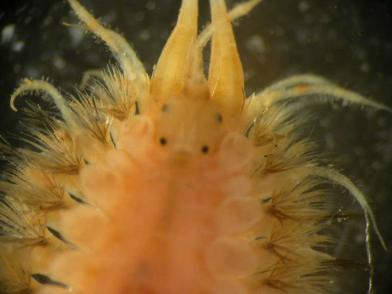Close up of Aphrodita aculeata head. 
