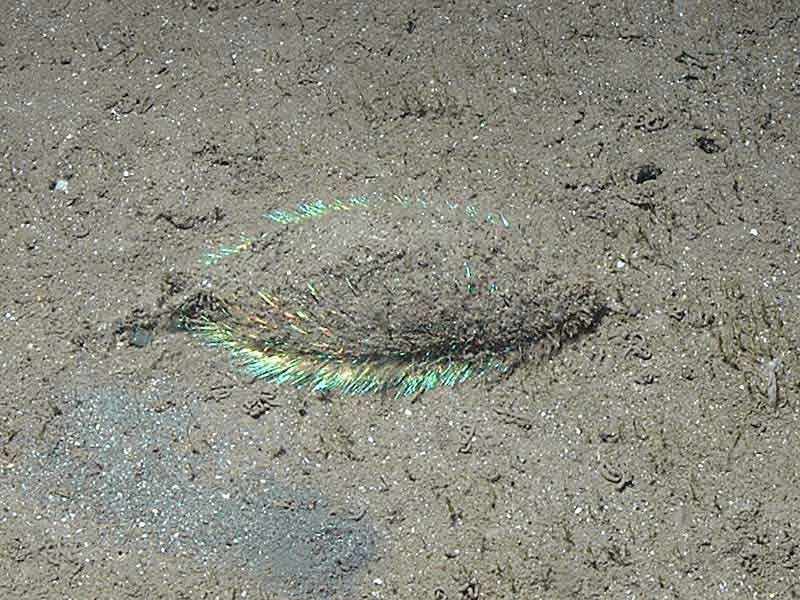 Aphrodita aculeata on seabed at Firestone bay, Plymouth Sound.