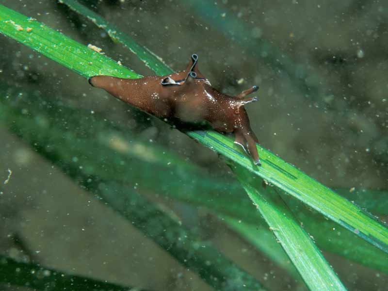 The sea hare Aplysia punctata on leaves of Zostera marina.