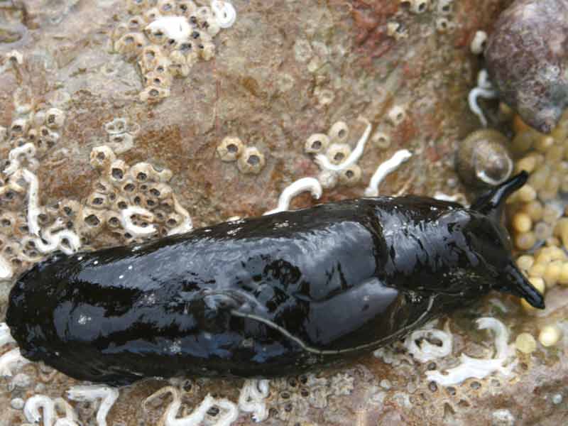 Aplysia punctata under a boulder.