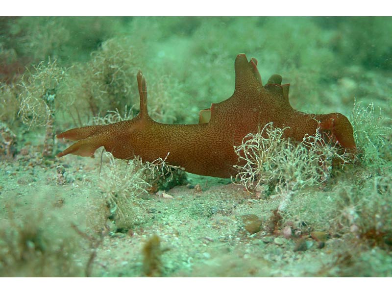 Aplysia punctata on sandy gravel in the Channel Isles.