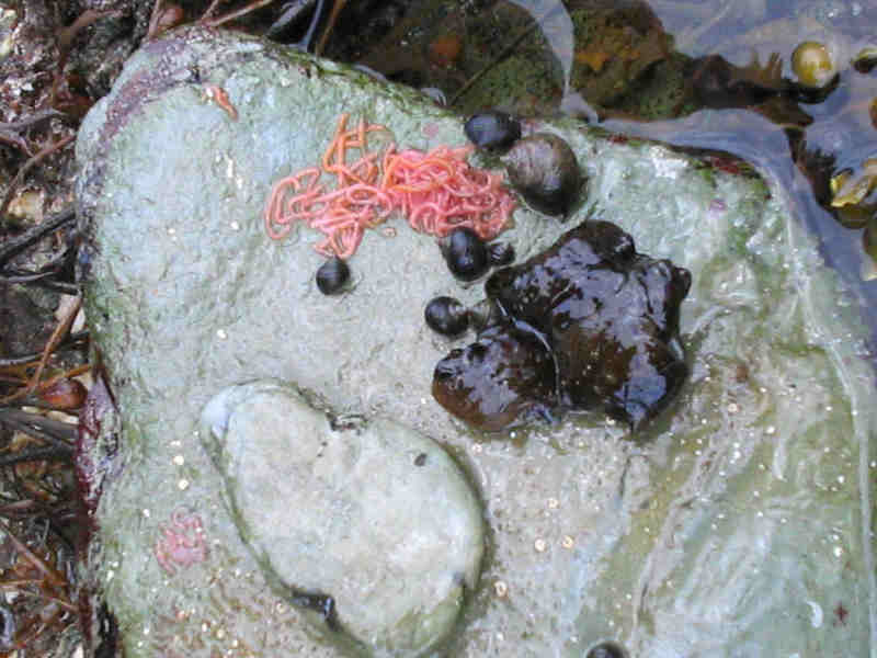 Aplysia punctata with string of pink eggs.