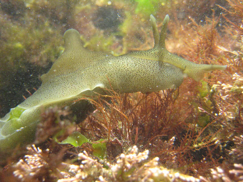 Aplysia punctata in a rockpool at Batten Bay, Plymouth.