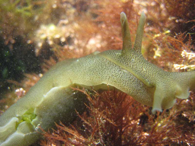 Aplysia punctata showing eye. 