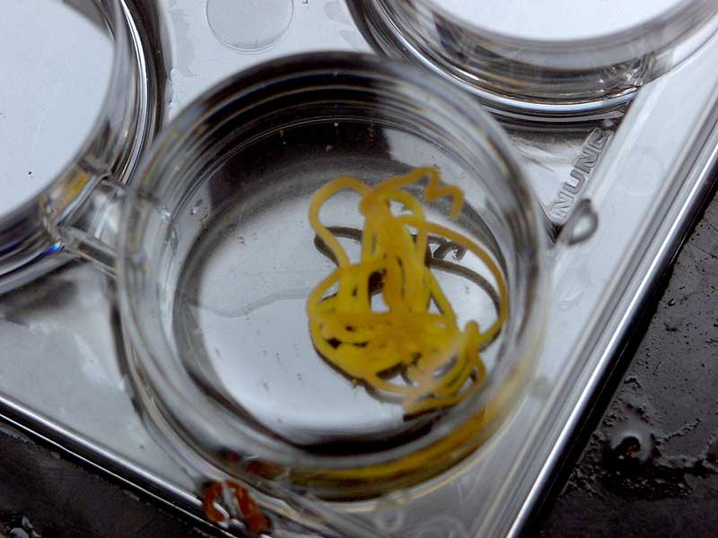 Image: Aplysia punctata eggs in a laboratory.