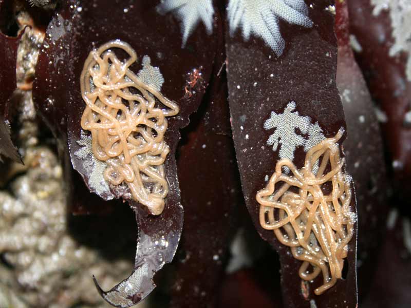 Aplysia punctata eggs on Dilsea carnosa.