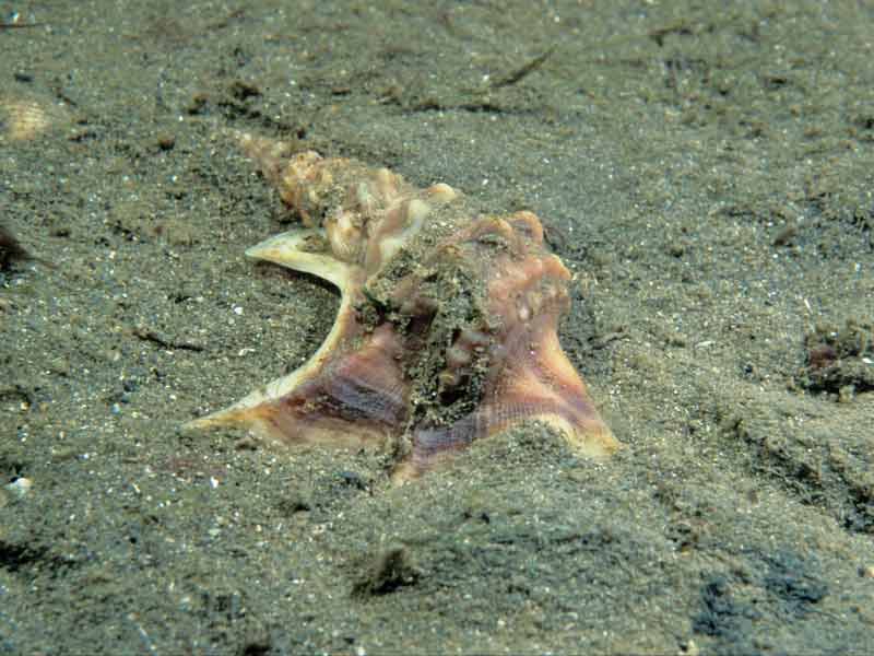 Image: Aporrhais pespelecani shell lying on some sand.