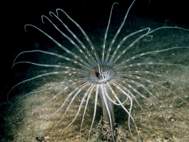 Arachnanthus sarsi with tentacles outstretched.