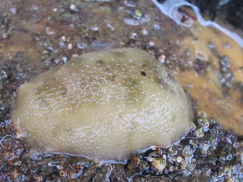Image: A pale Archidoris pseudoargus at low tide.