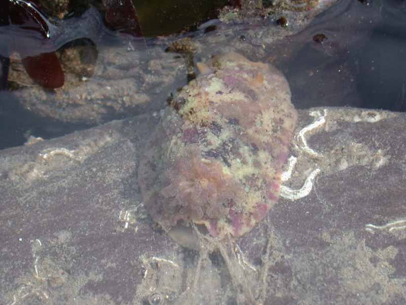 The sea lemon Archidoris pseudoargus in rockpool.