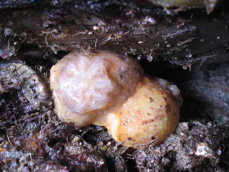 Mating sea lemons.