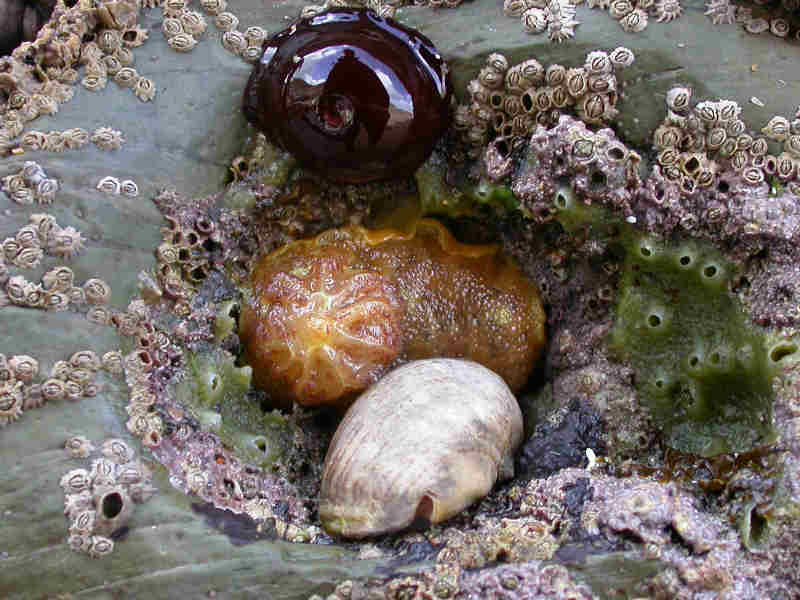 Archidoris pseudoargus feeding on breadcrumb sponge.