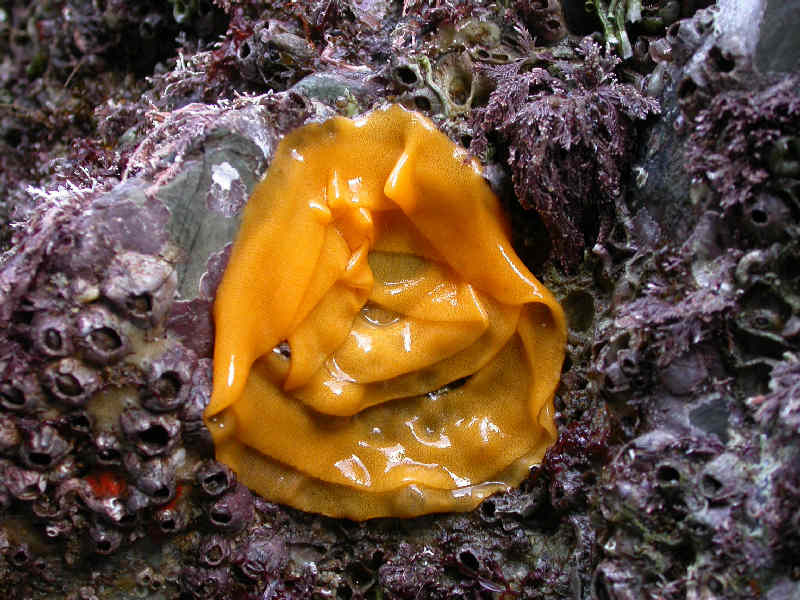 Image: The egg ribbon of the sea lemon Archidoris pseudoargus.