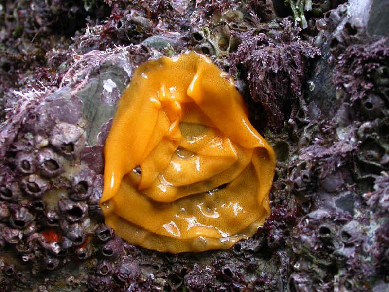 The egg ribbon of the sea lemon Archidoris pseudoargus.