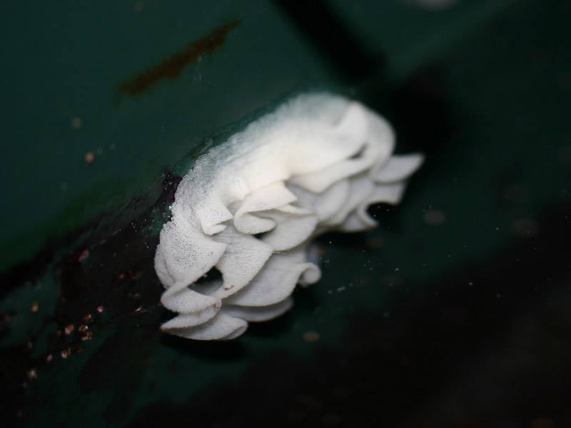 Archidoris pseudoargus eggs in a laboratory tank.