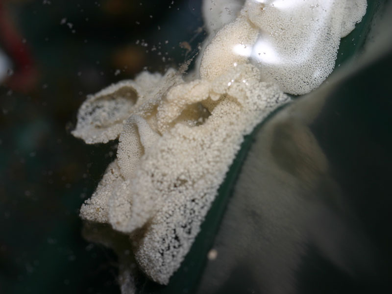 Close up view of Archidoris pseudoargus eggs in a laboratory tank.