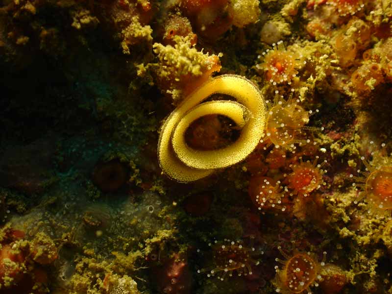 Yellow eggs of Archidoris pseudoargus.