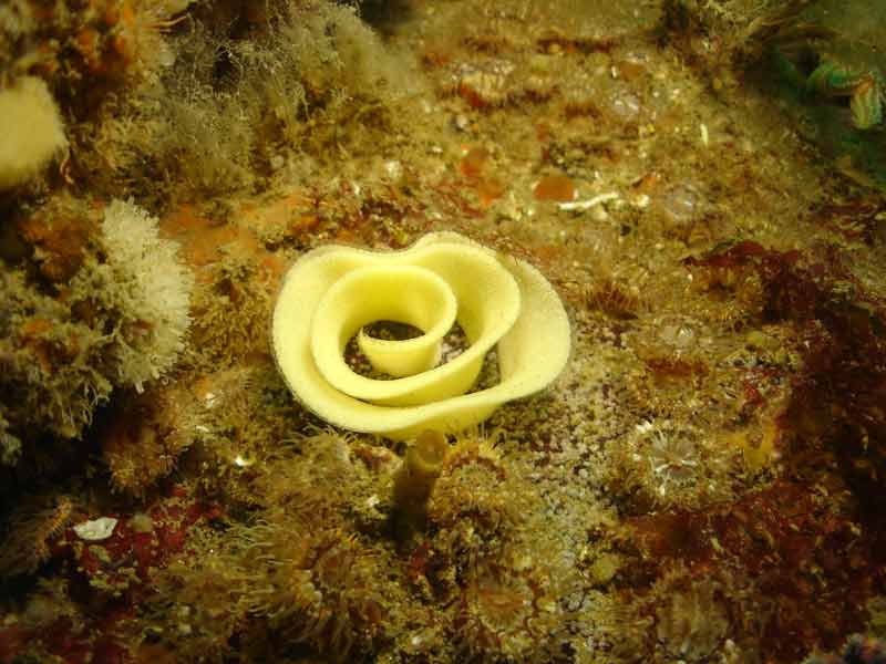 Lemon-peel like eggs of Archidoris pseudoargus.