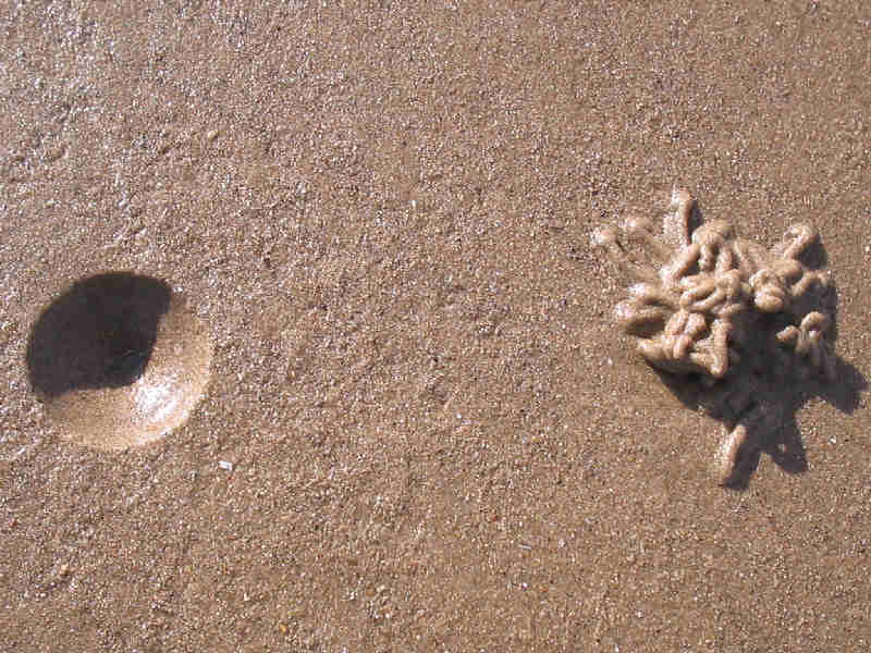 Arenicola marina casts and burrow entrance.