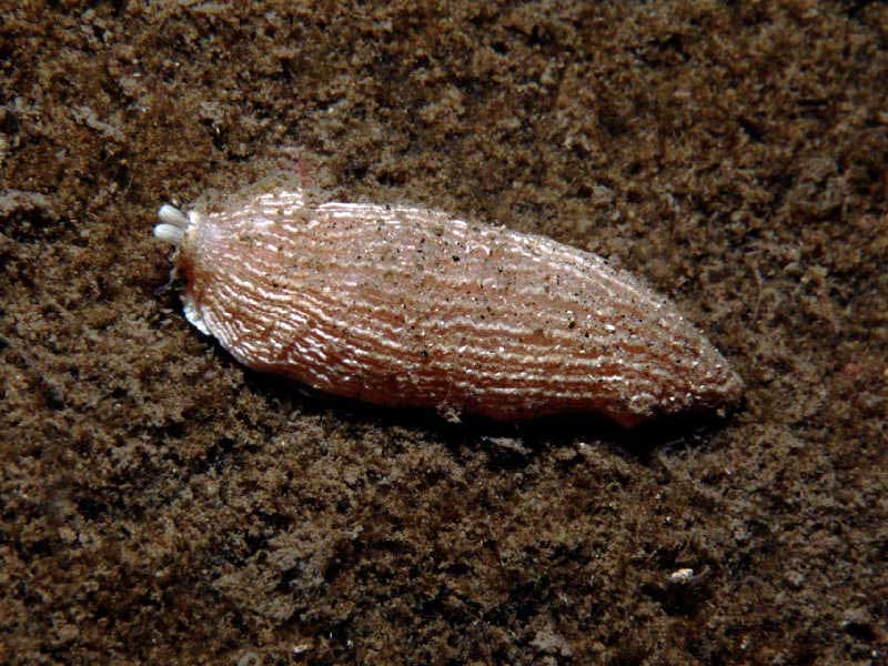 The sea slug Armina loveni.