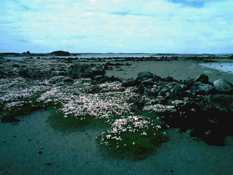 Thrift growing on saltmarsh.