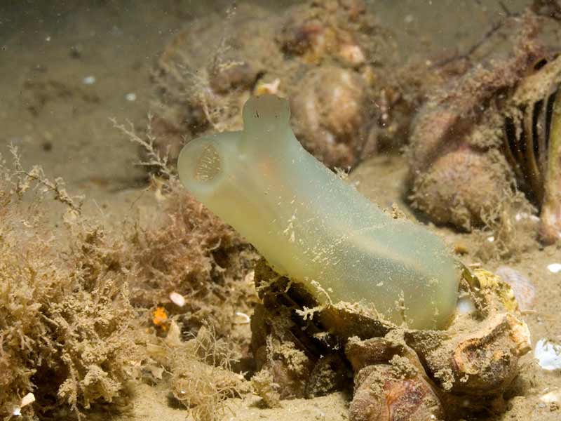 Lone Ascidia conchilega on a silty seabed.