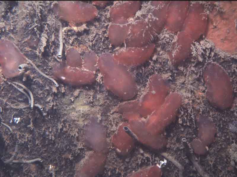 Ascidia mentula on a rock wall with Bispura volutacornis, Abereiddy Quarry, Pembrokeshire.