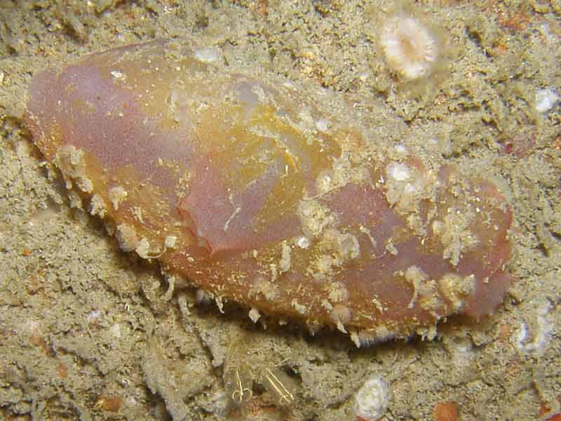 Ascidia mentula covered in silt.