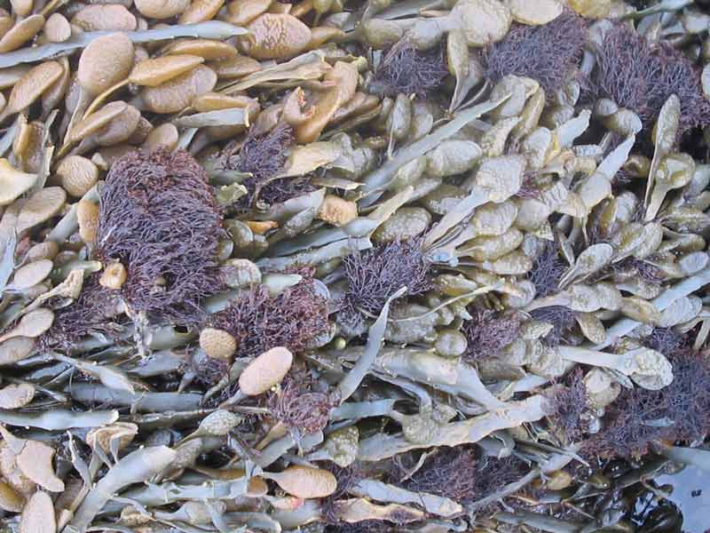 Ascophyllum nodosum with the red seaweed Polysiphonia lanosa.