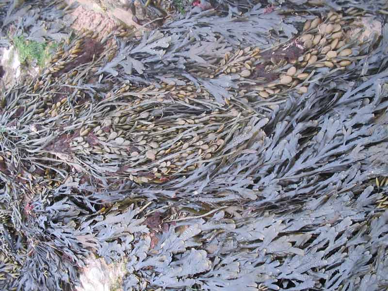 Ascophyllum nodosum  with Fucus serratus.