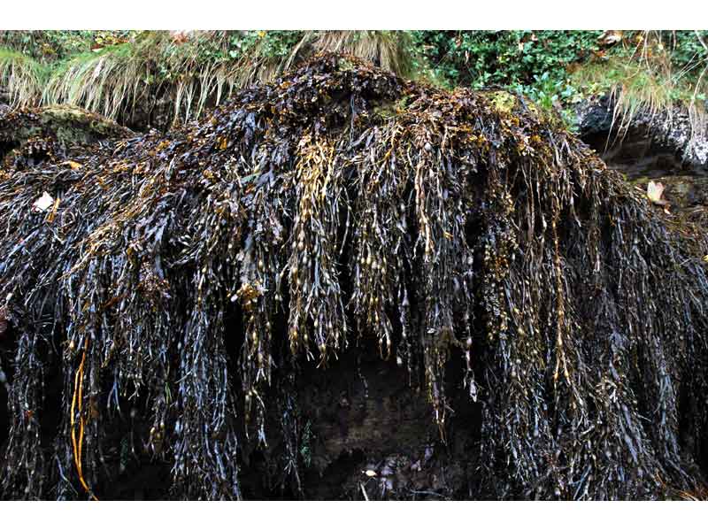 Ascophyllum nodosum at Noss Mayo, Devon.