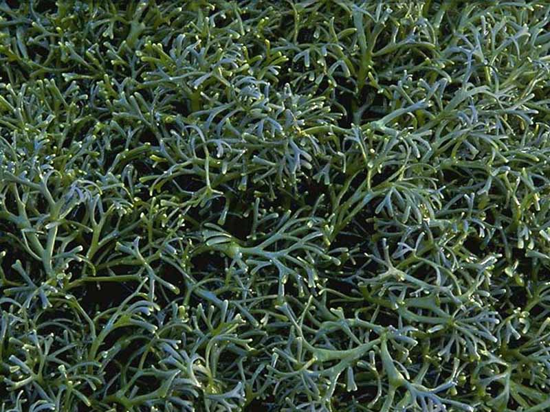 A close up view of Ascophyllum nodosum ecad mackaii.