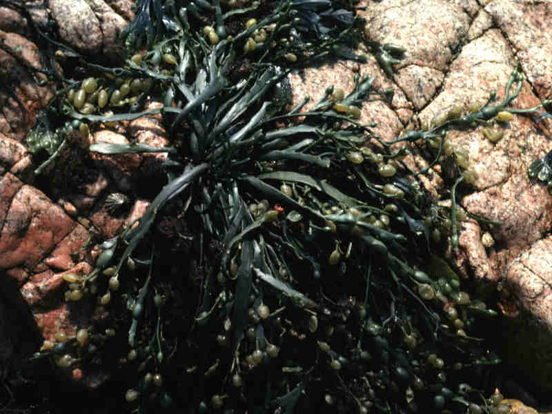 Isolated growth of Ascophyllum nodosum on rock.