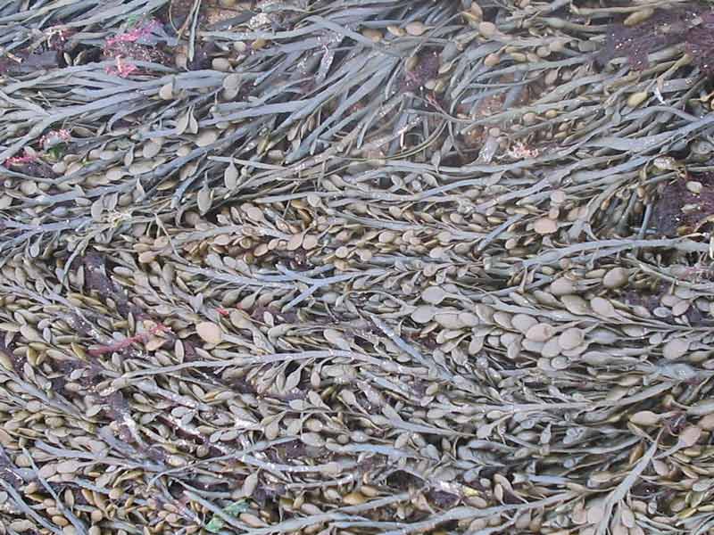 Ascophyllum nodosum on the sea shore.