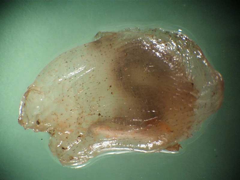 Image: Ascidiella scabra.