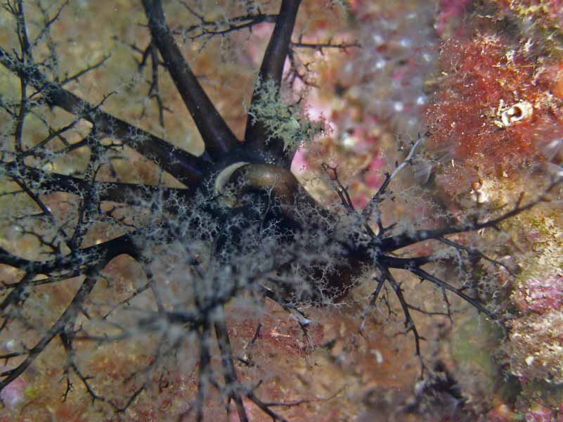 Dark feeding tentacles of Aslia lefevrei.